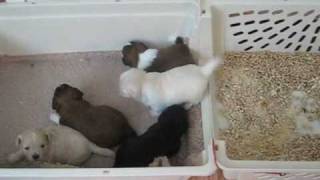 Litter Box Training Shichon Puppies [upl. by Meara]