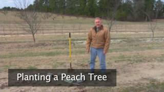 Planting a Peach Tree [upl. by Alyek]