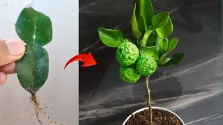 Unique skills Grow a kaffir limes tree from kaffir leaves in pot [upl. by Akcirederf]