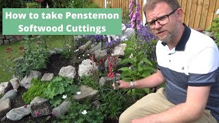 Taking Penstemon Cuttings the Easy Way  How to Propagate  Softwood Cuttings  Hardy Perennials [upl. by Warrin913]