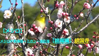 【メジロ】メジロオンリー 熱海桜＋ミカン＋淡紅桜【総合編】鎮国寺R32021131 [upl. by Hardin]