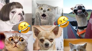 Animaux Drôles a mourir de rire  Chats et Chiens les plus drôles [upl. by Anika530]