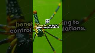 Spider Bites Debunking the MythsSafetyMattersChildSafetySnakebiteAwarenessHomeSafety [upl. by Irena]