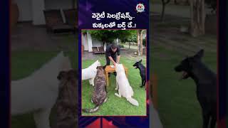 MS Dhoni Celebrates 42nd Birthday With His Pet Dogs  NTV Sports [upl. by Barbuto802]