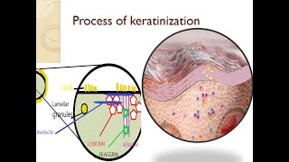 Dental lecture topic gingiva part 3 process of keratinization [upl. by Korfonta]