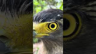 Hawk Eagle Owl Wildlife Animal EagleHawkOwl hawk vs snake Owl vs snake fight Eagle Vs Snake [upl. by Nilsoj]