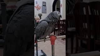 ഞങ്ങളുടെ മുത്ത് ചിക്കൂട്ടൻ  Malayalam talking parrot  African grey parrot shorts song [upl. by Neenaj369]