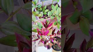 Inch plant plants gardening shortvideo voiceeffects [upl. by Uhile]