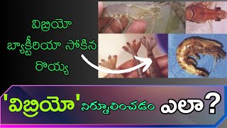 విబ్రియోసిస్ నిర్మూలించడం ఎలా వన్నామీ రొయ్యల పెంపకంలో వైబ్రియోసిస్ కారణాలు aquaculture vibriosis [upl. by Elram445]