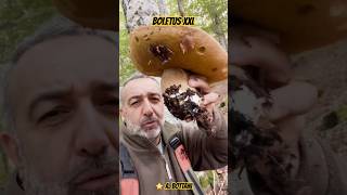 Cèpe GÉANT  Boletus XXL  ⭐️ A Bottani cepes nature asmr shorts [upl. by Sillaw]