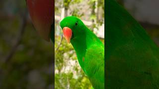 Papuan Eclectus  Bird Paradise [upl. by Adnilav]