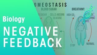 Negative Feedback  Physiology  Biology  FuseSchool [upl. by Kleeman]