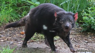 Tasmanian Devil Enclosure  Zoo Copenhagen [upl. by Blandina]