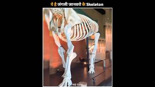 ये है जंगली जानवरो के Skeleton shorts animals [upl. by Hsizan788]