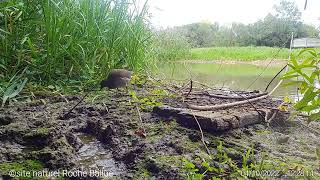 SE NOURRIR  Geai des chênes  Gallinule pouledeau [upl. by Carli]