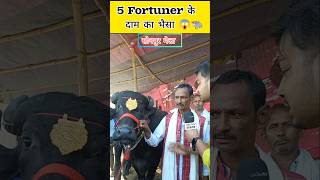 5 फॉर्च्यूनर के दाम का भैंसा 😱  Sonpur Mela 2024 buffalo viralvideo shorts [upl. by Eelrac]