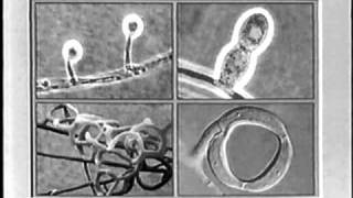 Nematophagous fungi part 1 [upl. by Meer]