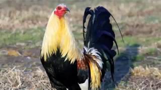 ✳Las 10 Mejores Razas De Gallos De Pelea [upl. by Halas]