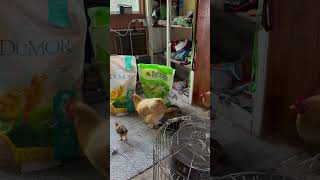 What the ￼cluck￼ Chickens invade the breezeway until Mama Bear scares them out￼ redneck [upl. by Ayanej]