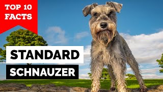 Standard Schnauzer  Top 10 Facts [upl. by Cyndi]