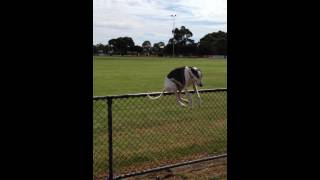 Whippet jumping fence [upl. by Talia]