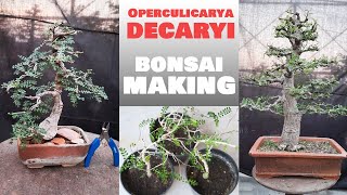 Growing the Elephant Tree Operculicarya decaryi  Bonsai ideas [upl. by Hausner]