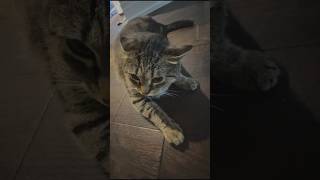 Angry Cat Hissing and Growling  cat cute pets animals funny scary shorts love [upl. by Iveel]