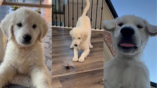 Our Golden Retriever Puppy’s First 3 Months [upl. by Arinaj]