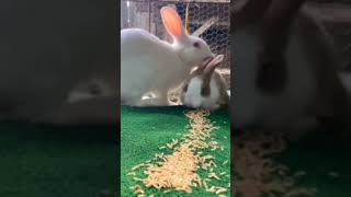 feeding my dog a rabbit full video [upl. by Mogerly616]