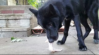 Blue Bay Shepherd Eats Raw Turkey Wing Mukbang [upl. by Eerehc780]