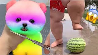 2024 Chó Phốc Sóc Mini 😍 Funny and Cute Pomeranian💖20 直 [upl. by Aitra]