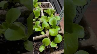 Growing Lettuce From Seed [upl. by Laleb]