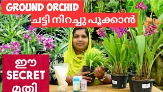 ഗ്രൗണ്ട് ഓർക്കിഡ് നിറയെ പൂക്കൾക്ക്  GROUND ORCHID CARE MALAYALAM GROUND ORCHID PROPAGATION SULUZ [upl. by Timmi]