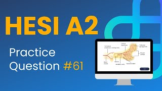 HESI A2 Anatomy Review Question Respiratory System [upl. by Labotsirhc]