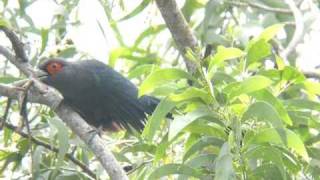 Chestnutbellied Malkoha [upl. by Nerrol]