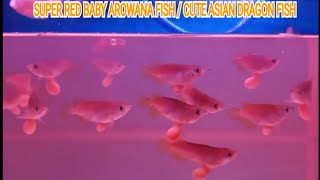 SUPER RED BABY AROWANA FISHCUTE DRAGON FISH [upl. by Nadaba]