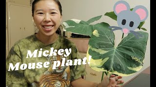 HOW TO CARE FOR XANTHOSOMA  MICKEY MOUSE PLANT [upl. by Godfree774]