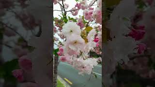 Prunus serrulata ‘Kanzan’ flowers nature garden plants ep26 [upl. by Simaj]