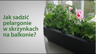 Jak sadzić pelargonie w skrzynkach na balkonie [upl. by Narf333]