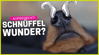 Warum können Hunde so extrem gut riechen [upl. by Nrek]