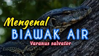 MENGENAL BIAWAK AIR quotVaranus salvatorquot bayusamudrajember9885 [upl. by Nollahs723]