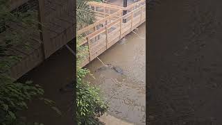 CROCODILES IN ENGLAND Johnsons Of Old Hurst Zoo zoo zoology zooanimals [upl. by Jesher]