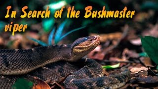 In Search of the Bushmaster viper  Trailer [upl. by Mistrot]