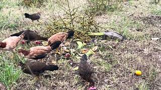 Así alimento a mis gallinas Historia de la españolita tengan paciencia mi querido seguidores [upl. by Niala]