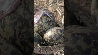 Egg Eater Snake Natures Remarkable Swallower  Dasypeltis scabra in Africa shorts [upl. by Onidranreb]