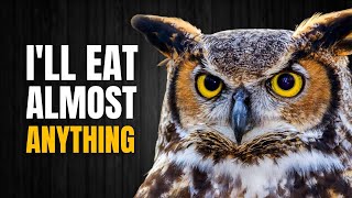 One of the Most Fascinating and Deadliest Owls in North America  The Great horned Owl [upl. by Eniamaj]