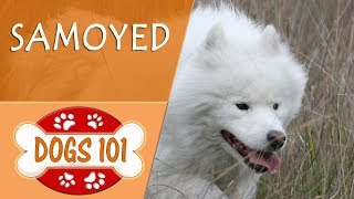 Dogs 101  SAMOYED  Top Dog Facts About the SAMOYED [upl. by Sig]