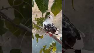 Kabutar 🥹 ne ek bejuban 😨ki jaan bachai❤️pigeon viral new short video [upl. by Airliah]