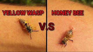 Wasp sting Vs Hone Bee sting  Can Bees amp Yellow Jacket pull out their stingers Hornet wildlife [upl. by Emelyne]