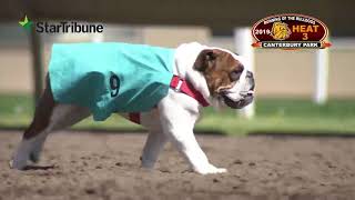 Canterbury Park BULLDOG Races 2019 [upl. by Adekram]